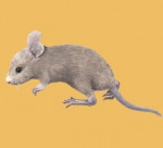 scabbers - Rat gris Mâle (1 mois)