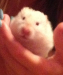 Norma - Hamster doré (10 mois)