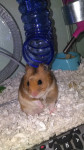 Max - Hamster doré Mâle (6 mois)