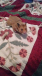 max - Hamster doré Mâle (11 mois)