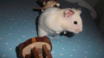 Yukio - Hamster doré Mâle (6 mois)